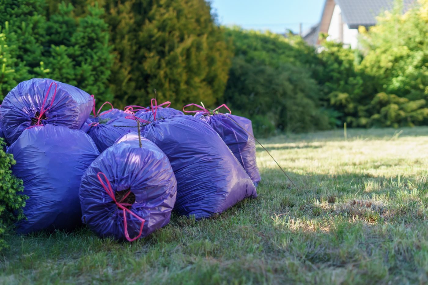 Bags of yard waste tied up on a residential lawn for removal